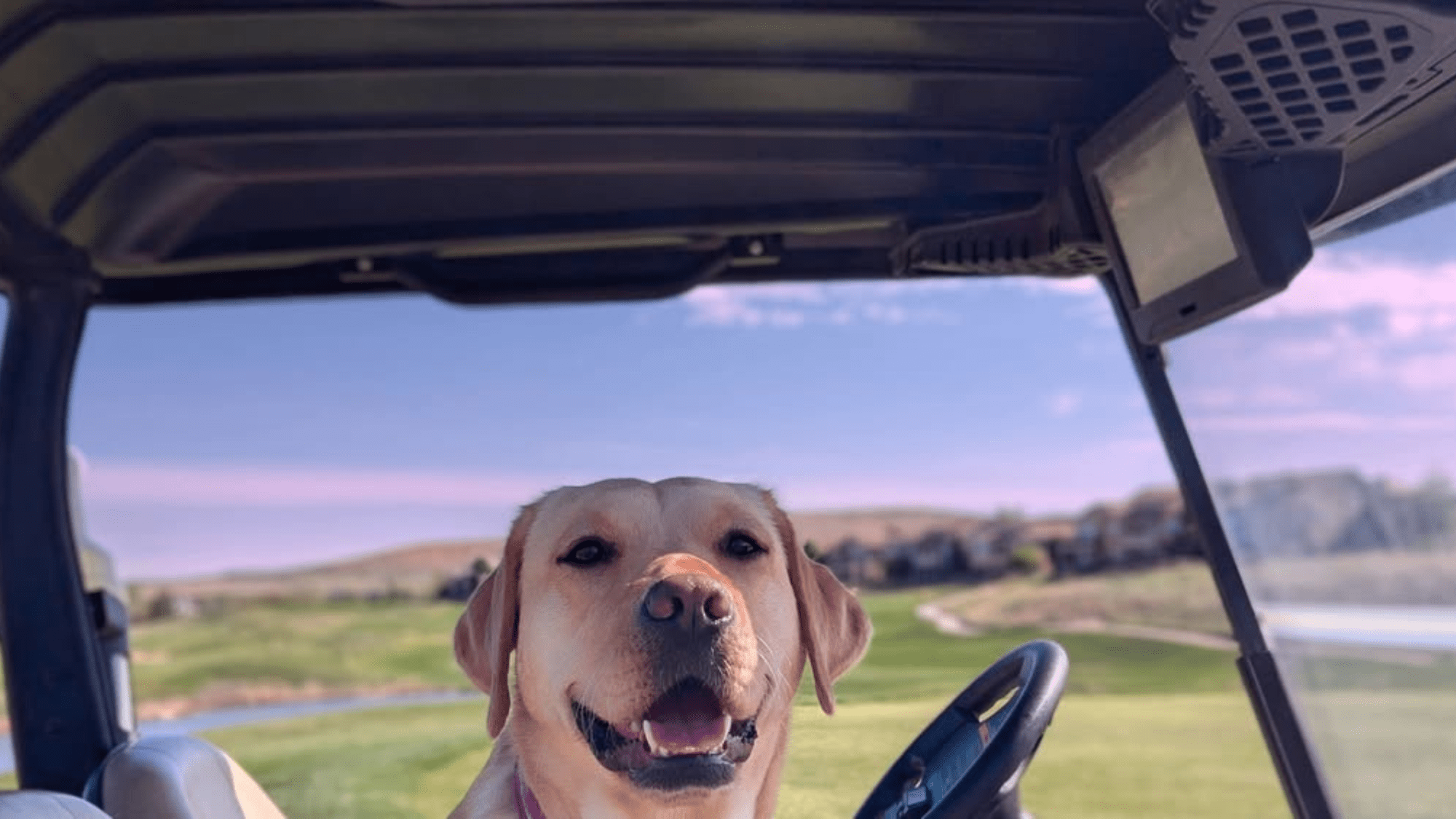 white labrador sitting in a golf cart smiling with a fairway in the background
